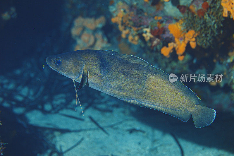 海洋生物。GAIDROPSARUS MEDITERRANEUS鱼在水下地中海水肺潜水员的观点。
Gaidropsarus mediterraneus -三个长胡子的摇滚歌手，Seequappe, Motelle De Mediterrane-Gelincik